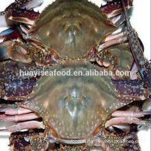 kinds of size frozen high quality blue swimming crab